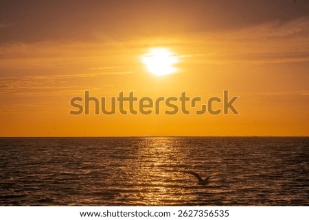 A mesmerizing view of the sunset sky over the sea with a seagull flying over it