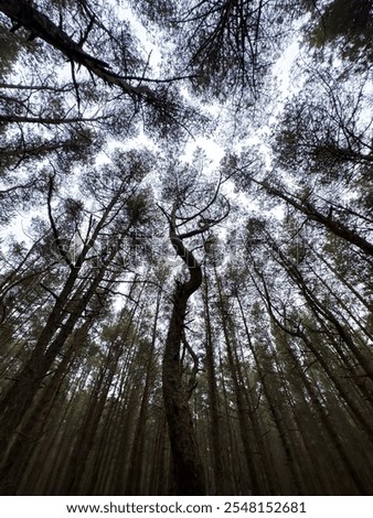 A mesmerizing view of a twisted pine tree surrounded by a dense forest in the Dancing Forest of the Curonian Spit, Kaliningrad Oblast. The upward perspective emphasizes the surreal, bending shapes