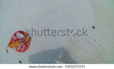 Mesoglea form jellyfish and red leaf on the sand beach