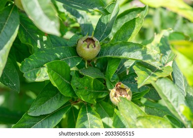 セイヨウカリン High Res Stock Images Shutterstock