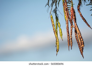 Mesquite Beans