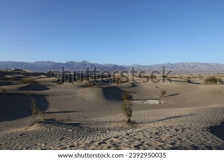 The Mesquite Flat Sand Dunes with sparse vegetation in the desolute Death Valley National Park in California, USA