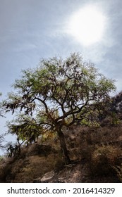 A Mesquite Tree In A Hill The Rural Area Of The Municipality Of Armadillo De Los Infante In The State Of San Luis Potosi, Mexico.