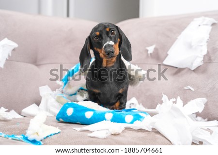 Mess dachshund puppy was left at home alone, started making a mess. Pet tore up furniture and chews home slipper of owner. Baby dog is sitting in the middle of chaos, gnawed clothes, looks piteously