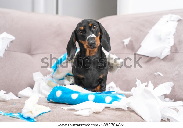 Mess dachshund puppy was left at home alone,\
started making a mess. Pet tore up furniture and chews home slipper\
of owner. Baby dog is sitting in the middle of chaos, gnawed\
clothes, looks piteously