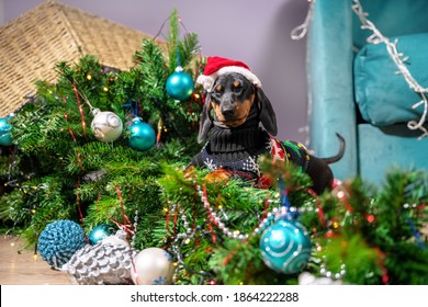 Mess Dog Dachshund In A Sweater And A Santa Cap Played Too Much And Filled Up Artificial Christmas Tree Decorated With Garland And Screwed Up My Eyes In Fright