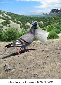 Messenger Pigeon With Letter On A Mountain Road