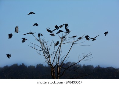 Messengers Of The Devil Taking Off From Their Perch. Sinister Atmosphere. Crows (Corvus Splendens) Flying Off From A Dead Tree In The Twilight. Meeting Over, Dissolved.