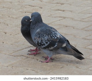 Messengers of the Tranquil Wind