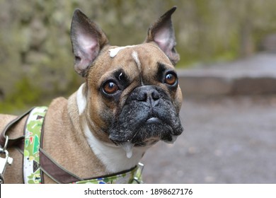 Messy French Bulldog Dog With Drool Dripping From Mouth And Saliva On Head