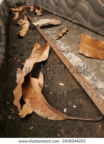 messy leaves. dried mango tree leaves on the rail track from the rusted gate. the rail looks fragile.

￼


