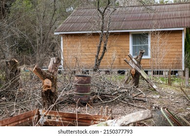 A Messy Yard And Removing Unwanted Trees In Overgrown Garden