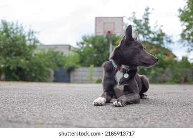 Mestizo Dog Of Gray Color With White Spots On The Playground