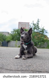 Mestizo Dog Of Gray Color With White Spots On The Playground