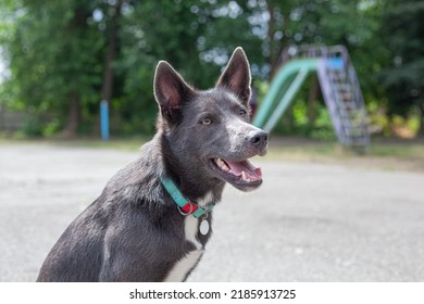 Mestizo Dog Of Gray Color With White Spots On The Playground