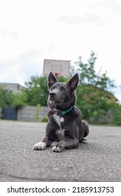 Mestizo Dog Of Gray Color With White Spots On The Playground