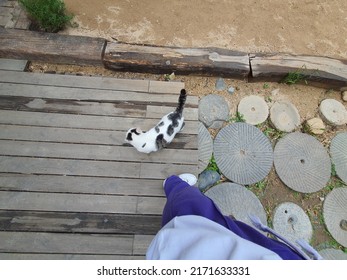 I met a spotted cat while walking on the street