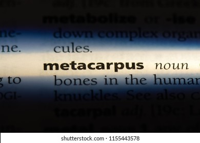 metacarpus word in a dictionary. metacarpus concept. - Shutterstock ID 1155443578