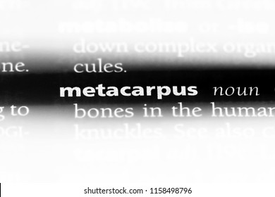 metacarpus word in a dictionary. metacarpus concept. - Shutterstock ID 1158498796