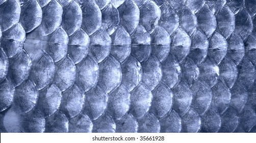 Metal Blue Fish Scales, Toned, Macro Shot