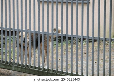 a metal fence with bars behind which a dog stands - Powered by Shutterstock