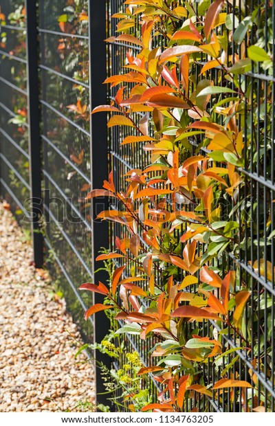 metal fence with a hedge behind, note shallow depth\
of field