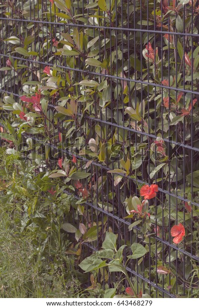 metal fence with a hedge behind, note shallow depth\
of field