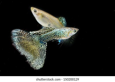 155 Green cobra guppy Images, Stock Photos & Vectors | Shutterstock