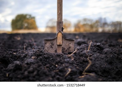 metal old shovel is stuck in the black soil of the earth in the vegetable garden in the autumn garden during agricultural work