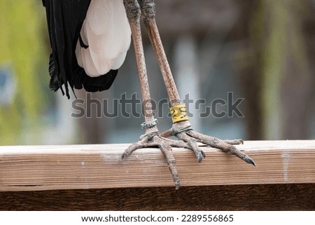 Metal ornithological rings on woolly-necked stork bird's leg