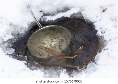 A Metal Sieve In An Ice Hole In The Ice On The Lake. A Lot Of Small Fish Gathered In A Sieve.