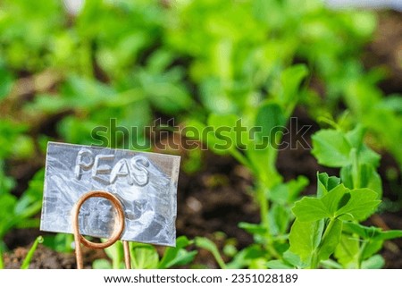 A metal tag in a garden marking a row of peas