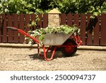 Metal wheelbarrow with green wilted leaves outdoors