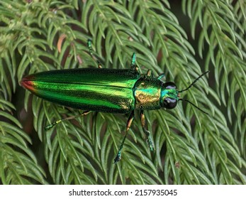 12,334 Metallic green beetle Images, Stock Photos & Vectors | Shutterstock