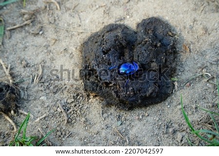 Metallic blue dung beetle in a pile of dung