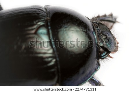 Metallic blue earth-boring dung beetle (Geotrupes) crawling on white background. Portrait close up, ultra macro