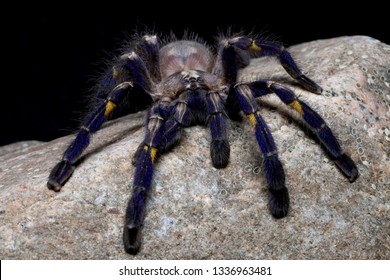 Metallic Blue Peacock Gooty Sapphire Ornamental Tarantula (Poecilotheria Metallica) Isolated In Front View