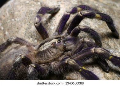 Metallic Blue Peacock Gooty Sapphire Ornamental Tarantula (Poecilotheria Metallica)