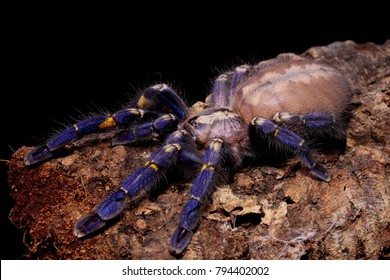 Metallic Blue Peacock Tarantula, Gooty Tarantula 'Poecilotheria Metallica'