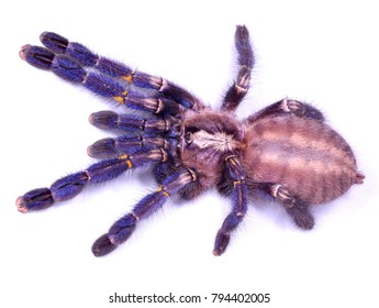 Metallic Blue Peacock Tarantula, Gooty Tarantula 'Poecilotheria Metallica'