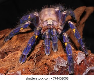 Metallic Blue Peacock Tarantula, Gooty Tarantula 'Poecilotheria Metallica'