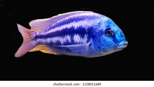 347 Blue mbuna Images, Stock Photos & Vectors | Shutterstock