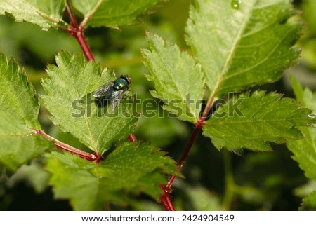A metallic green bottle fly sits on a leaf. Ideal for entomology and ecological education.