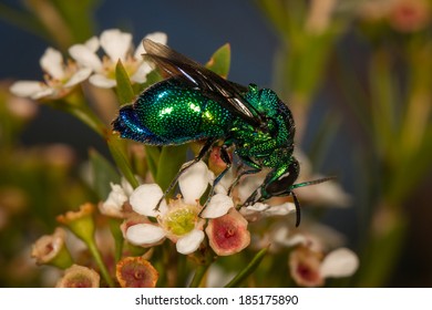 Metallic Green Cuckoo Wasp