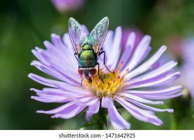 Metallic Green Fly On Flower