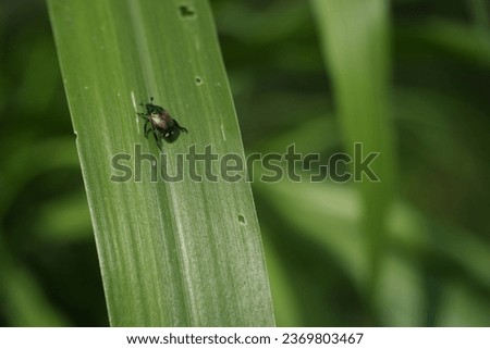 Metallic green leaf beetle resting in on green bush. Beautiful tiny insect, loves to feed on weeds and grass. bug in green leaves nature background concept.