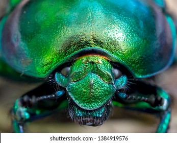 Metallic Green Textured Scarab Beetle Macro