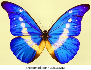 Metallic morpho butterflies comprise many species of Neotropical butterfly under the genus Morpho. This genus includes more than 29 accepted species and 147 accepted subspecies 