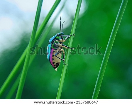 Metallic shield Jewel bug walking on grass. Pentatomoidea. jewel beetles. 