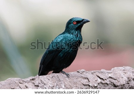 The metallic starling (Aplonis metallica), shining starling, on a wooden log. The bird features a glossy black plumage with bright red eyes.